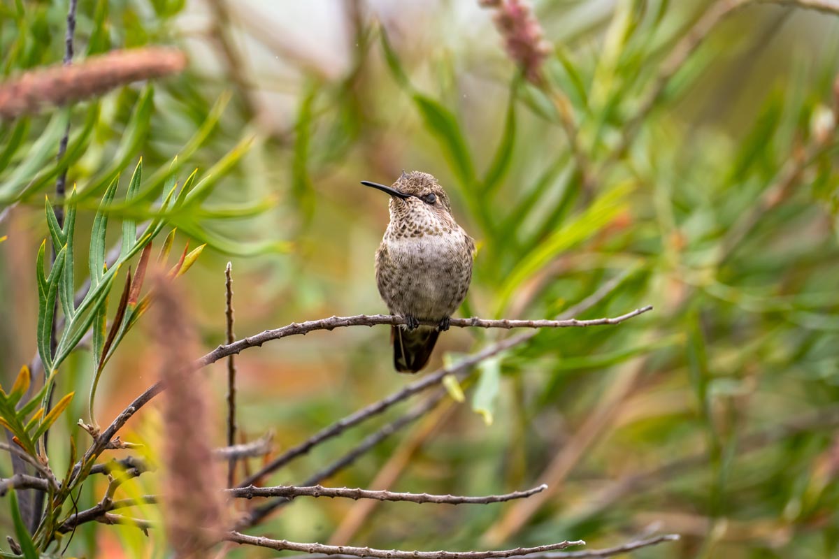 Anna's Hummingbird (Calypte anna) sleeping while perched on twig