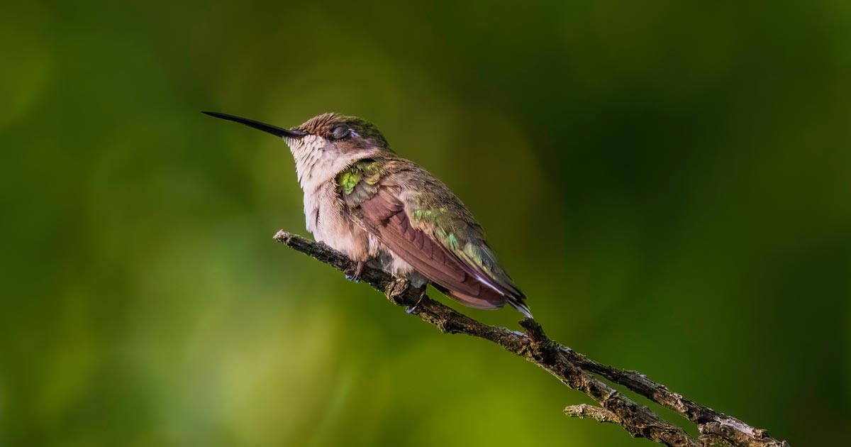 Hummingbird perched on branch and sleeping