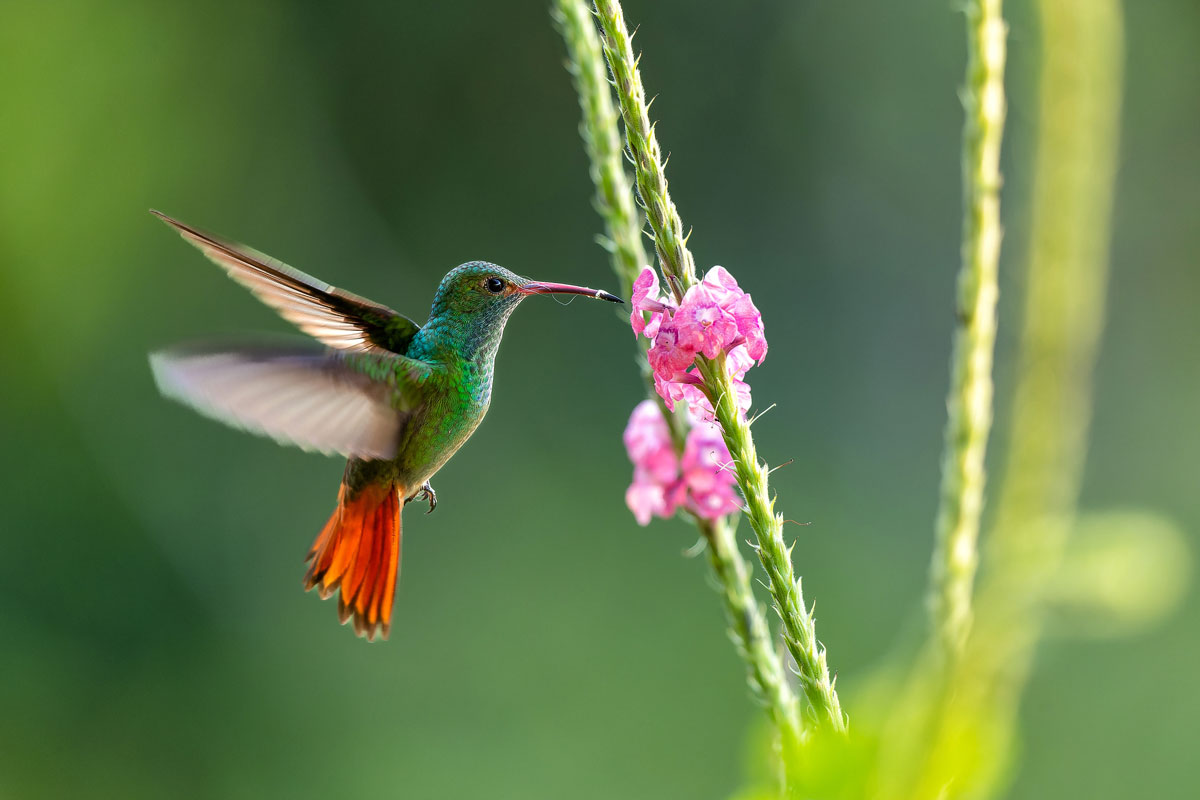 Rufous-tailed hummingbird (Amazilia tzacatl) drinking nectar from a pink flower