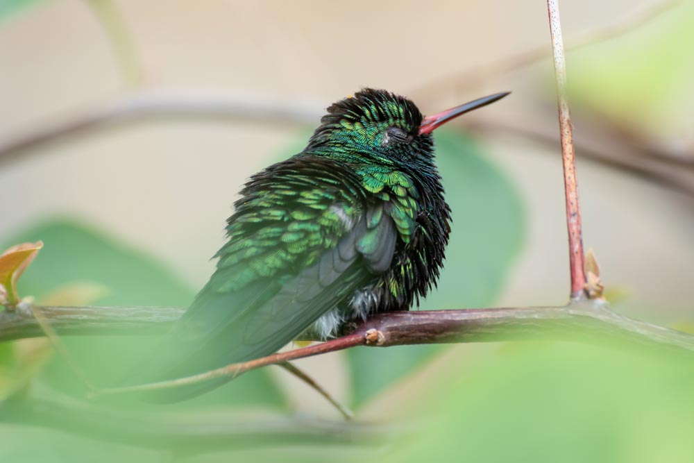 Emerald hummingbird sleeping while perched on branch