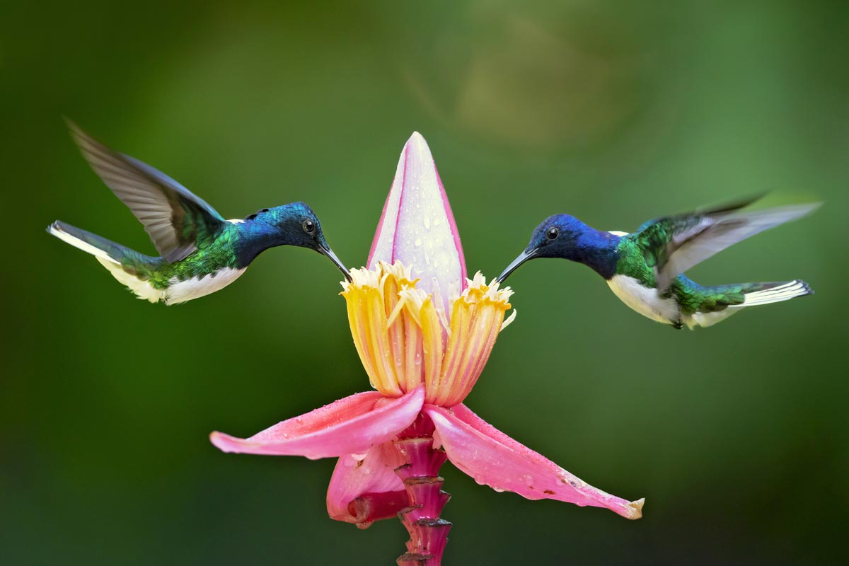 Two White-necked jacobin hummingbirds (Florisuga mellivora) drinking nectar from a flower