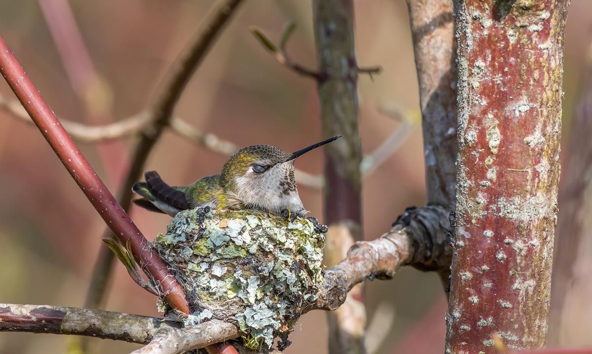 Hummingbird sleeping on nest