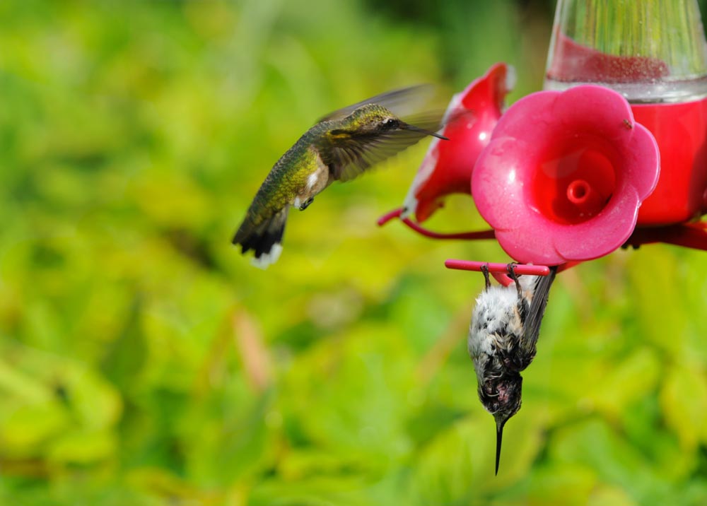 Ruby-throated hummingbird hangs upside down from feeder in state of torpor